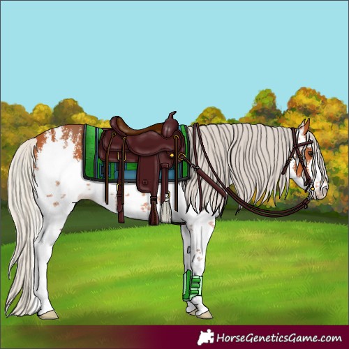 Horse Color:White Spotted Silver Bay