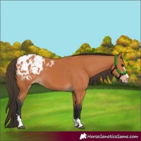 Horse Color:Bay Appaloosa