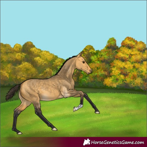 Horse Color:Buckskin Dun
