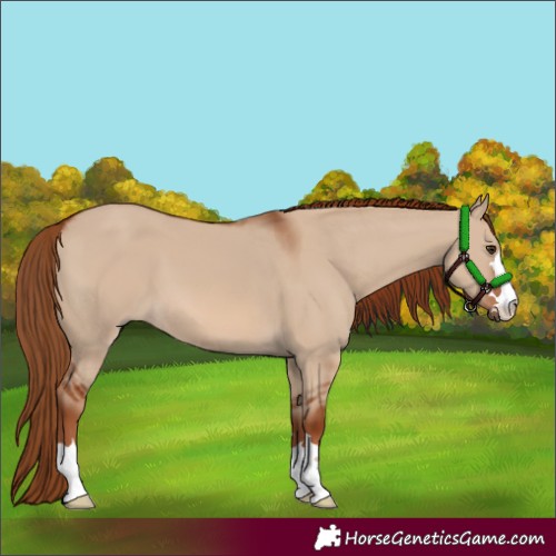 Horse Color:Red Dun 