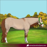 Horse Color:Red Dun