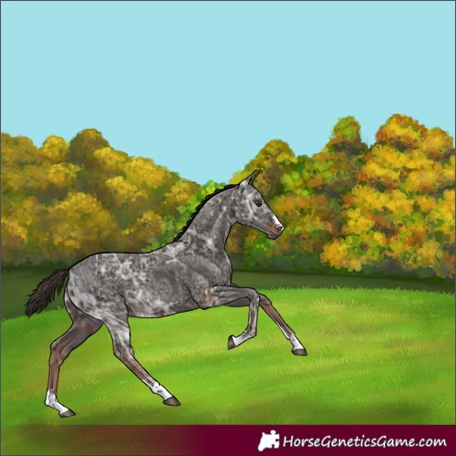 Horse Color:Liver Chestnut Ice