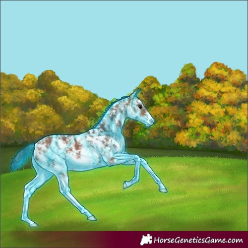 Horse Color:Thunderstruck Bay Sabino 