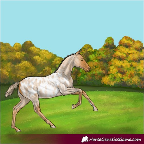 Horse Color:Palomino Roan Appaloosa 