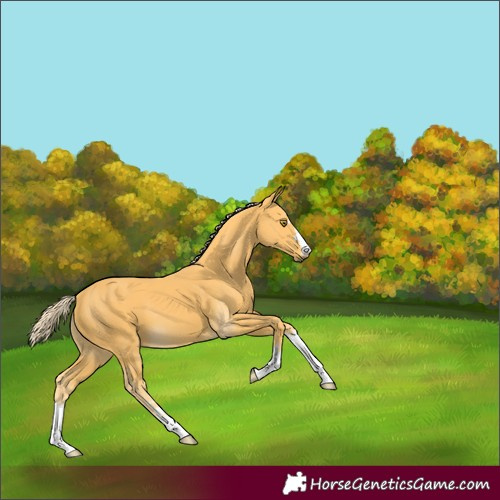 Horse Color:Palomino