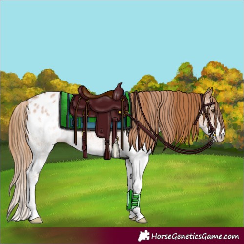 Horse Color:White Spotted Chestnut Varnish 