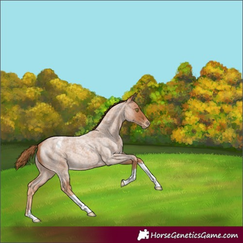 Horse Color:Red Roan Varnish