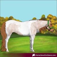 Horse Color:Red Roan Tobiano 
