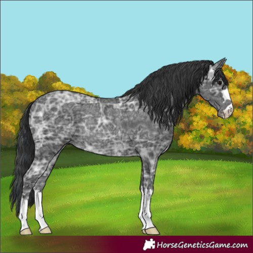 Horse Color:Black Ice Rabicano 