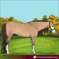 Horse Color:Bay Dun