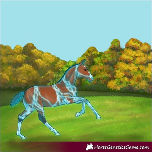 Horse Color:Thunderstruck Bay 