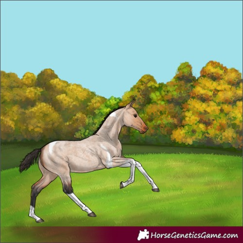 Horse Color:Bay Roan Dun Tobiano