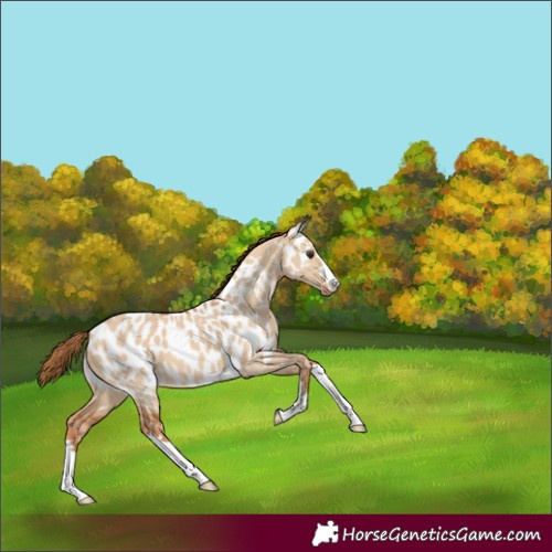 Horse Color:Red Dun Near Leopard 
