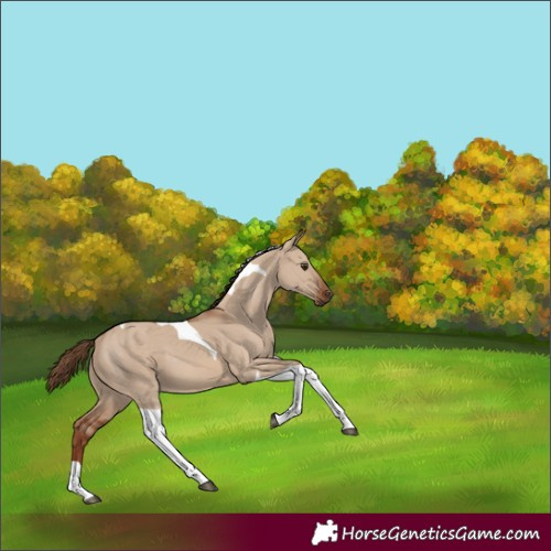 Horse Color:Red Dun Tobiano