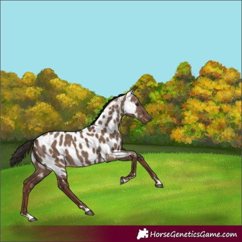 Horse Color:Liver Red Dun Appaloosa