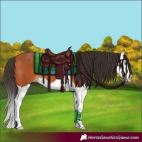 Horse Color:Bay Splash