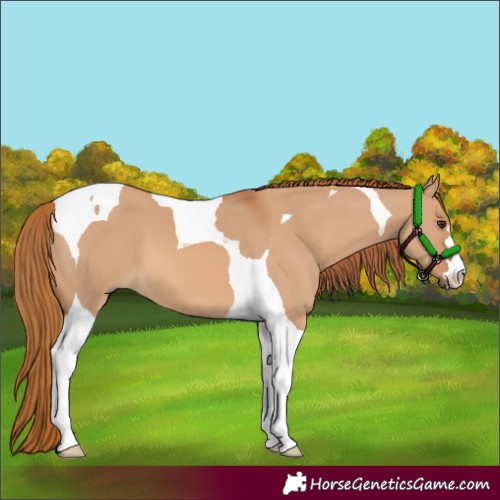 Horse Color:Red Dun Tobiano