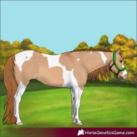Horse Color:Red Dun Tobiano 