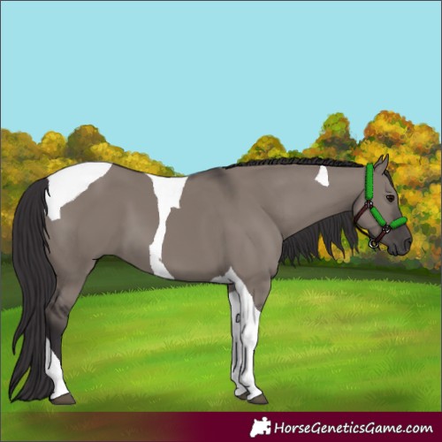 Horse Color:Smoky Grullo Tobiano