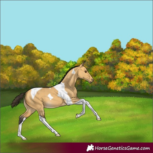 Horse Color:Buckskin Dun Tobiano