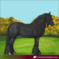 Horse Color:Black 