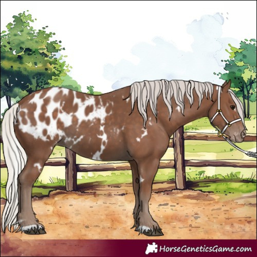 Horse Color:White Spotted Silver Black Blanket