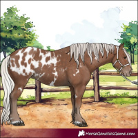 Horse Color:White Spotted Silver Black Appaloosa 