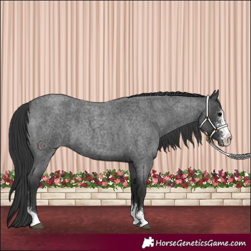 Horse Color:Blue Roan Sabino 
