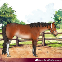Horse Color:Bay Sabino Rabicano 