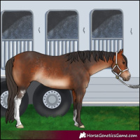Horse Color:Bay Sabino Rabicano 