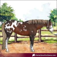 Horse Color:Liver Chestnut Sabino Appaloosa 
