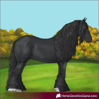 Horse Color:Black Rabicano 