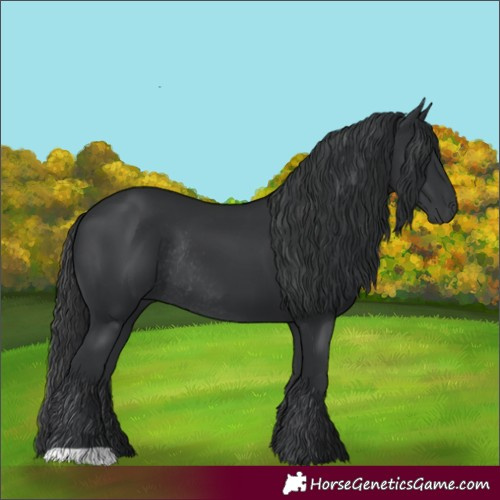 Horse Color:Black Rabicano 