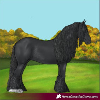 Horse Color:Black Rabicano 