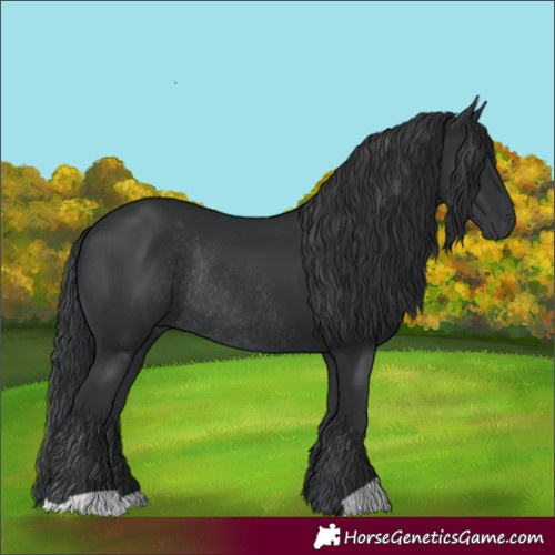 Horse Color:Black Rabicano 
