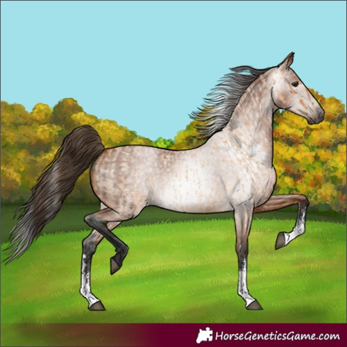 Horse Color:Buckskin Roan Sabino Rabicano  and Gray Buckskin Roan Sabino Rabicano 