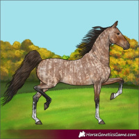 Horse Color:Buckskin Roan Sabino Rabicano and Gray Buckskin Roan Sabino Rabicano