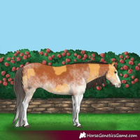 Horse Color:White Spotted Buckskin Splash  and White Spotted Bay Splash 