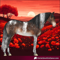 Horse Color:Brown Tobiano Appaloosa Rabicano