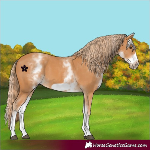 Horse Color:White Spotted Chestnut Frame 