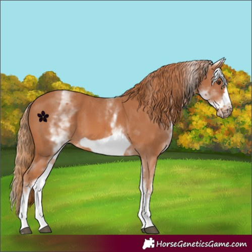 Horse Color:White Spotted Chestnut Frame 
