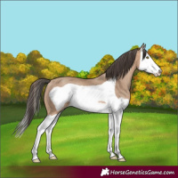 Horse Color:Amber Champagne Splash Frame Rabicano 