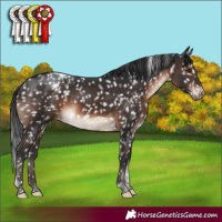 Horse Color:Brown Tobiano Appaloosa Rabicano 