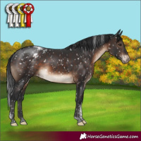 Horse Color:Brown Tobiano Appaloosa Rabicano