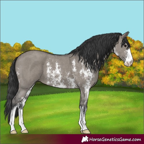 Horse Color:Grullo Sabino 