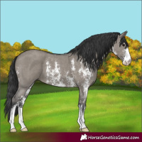 Horse Color:Grullo Sabino
