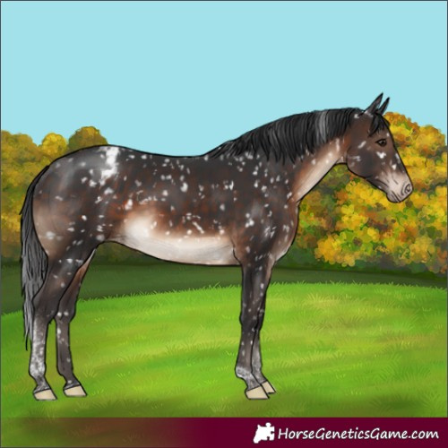 Horse Color:Brown Tobiano Appaloosa Rabicano 