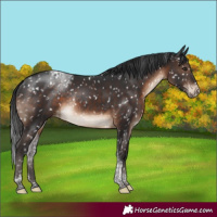Horse Color:Brown Tobiano Snowcap Rabicano