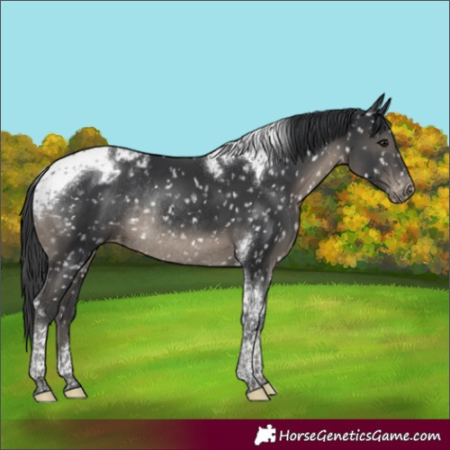 Horse Color:Black Tobiano Appaloosa Rabicano 