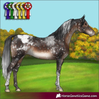 Horse Color:Brown Tobiano Appaloosa Rabicano 